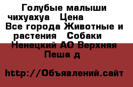 Голубые малыши чихуахуа › Цена ­ 25 000 - Все города Животные и растения » Собаки   . Ненецкий АО,Верхняя Пеша д.